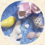 海に行ったら貝殻を拾う